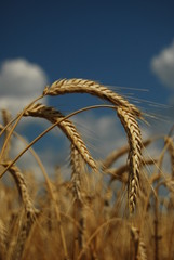 Ripe ears of wheat on the field