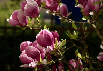 Foto op Plexiglas Magnolia magnolia