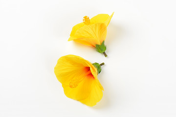 yellow hibiscus blooms