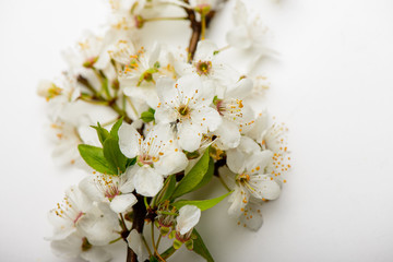 branch cherry blossoms on a white background