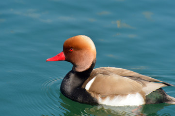 Red-crested Pochard, Netta rufina