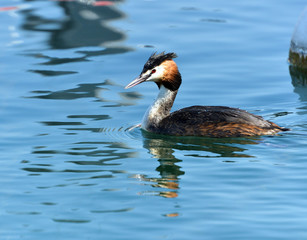Red Necked Grebe (Podiceps grisegena)