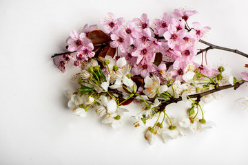 branch cherry blossoms on a white background