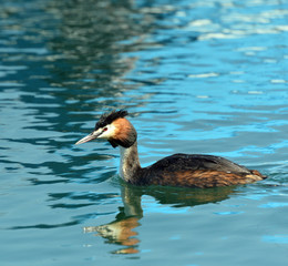 Red Necked Grebe (Podiceps grisegena)