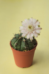 Pink cactus flower pot ,yellow background 