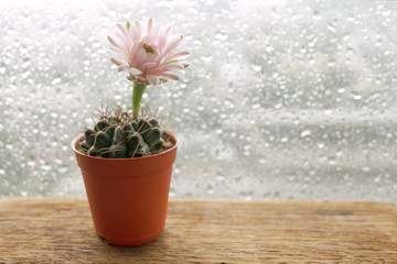 Pot of cactus flower beside raindrop window