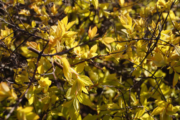 plant Background the plant is a shrub young leaves in the spring