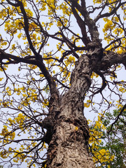Yellow flowers in the summer