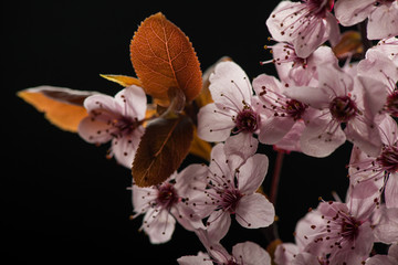 branch cherry blossoms on black background