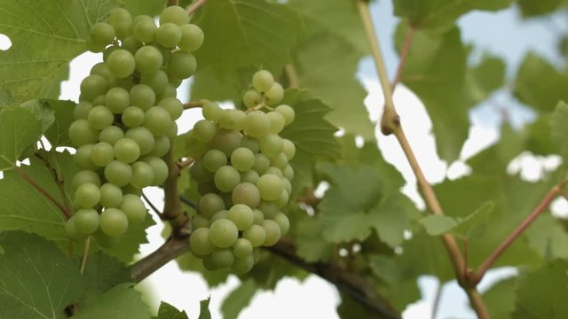 Close Up Of Two Grapevines At A Grapevine Field In Summer
