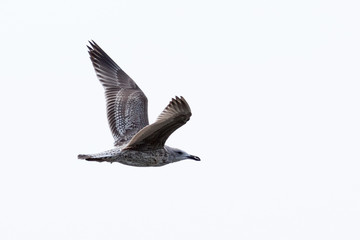 Gull (Larus sp.)