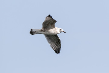 Gull (Larus sp.)