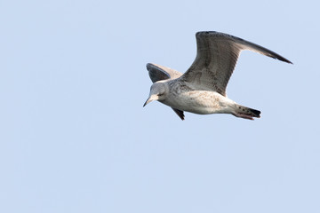 Gull (Larus sp.)