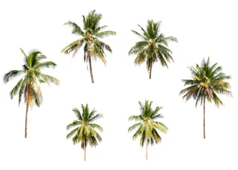 Crédence de cuisine en verre imprimé Palmier Different coconut palm trees on white isolation