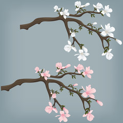 Vector illustration of a blooming magnolia branch. Pink and white magnolias