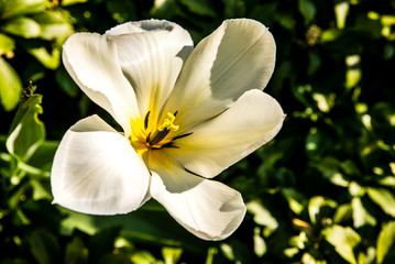Offene weiße Tulpe