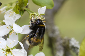 Hummel bei der Arbeit