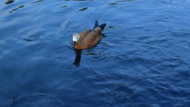 One ruddy shelduck swims in a pond, lake or river with clear blue water