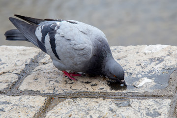 Dove drinking water from stone hole