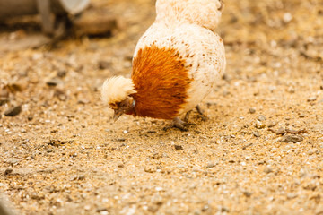 Beautiful colorful hen closeup outside