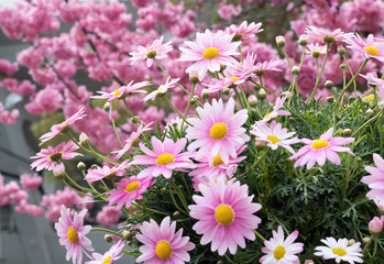 ピンク色のマーガレット、桜背景