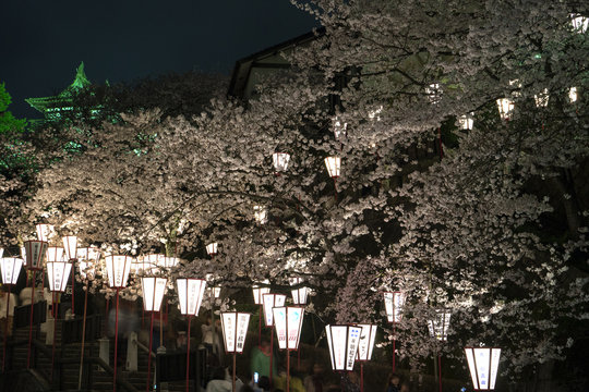 丸岡城桜まつり　夜桜