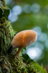 Mushroom growing in the forest moss.