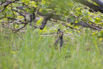 The rock partridge