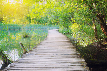 Wooden path across river in sunny green forest