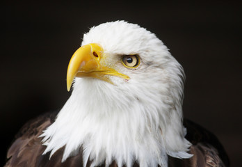 Weißkopfseeadler