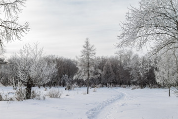 Tree in frost in a beautiful winter forest