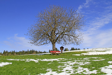Allgäu - Frühling - Schnee - Löwenzahn - April - Bank - Baum - Kreuz