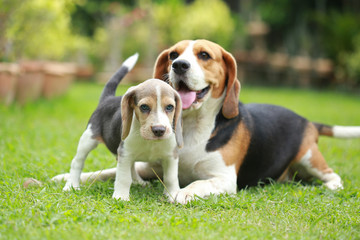 Purebred adult and puppy beagle dog are playing in lawn
 - obrazy, fototapety, plakaty