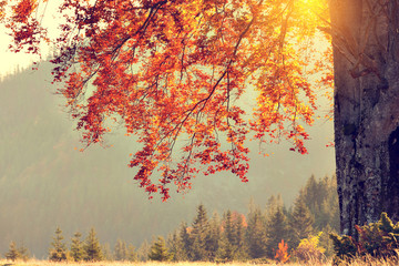 fall colors tree at sunny day