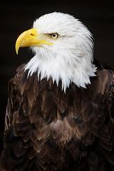 Weißkopfseeadler