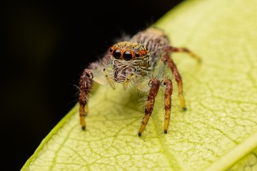 The Jumping Spider