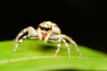 The Jumping Spider
