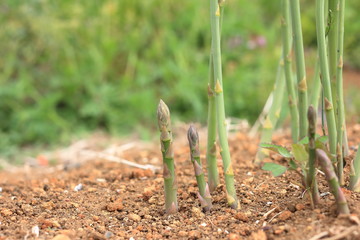 Asparagus