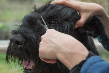 Closeup view of cutting fringe of Giant Black Schnauzer dog. All potential trademarks are removed.