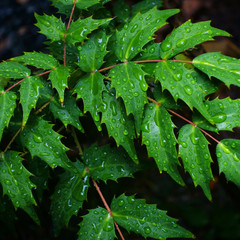 Pretty Foliage & Colorful Blooms. Dynamic Close-up Photos.