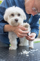 Combing the paw of white dog. The dog is standing on the grooming table with a deliciously raised paw and looking at he camera.