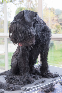 Giant Black Schnauzer dog is looking on the pile of cut dog hair