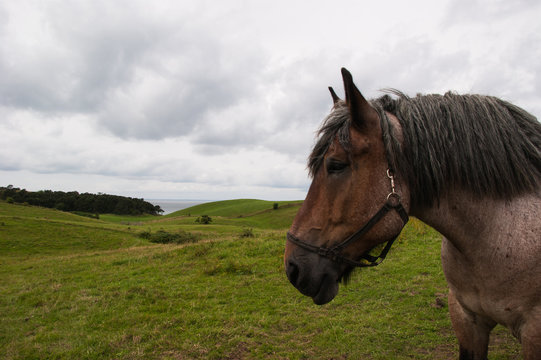 Portrait of heavy horse in field