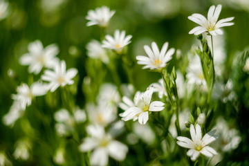 Frühblüher auf der Wiese grwöhnliches Hornkraut