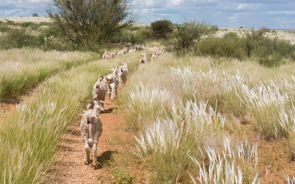 Ziegenherde in der s&uuml;dlichen Kalahari, Karas, Namibia