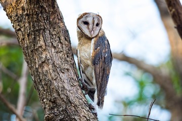 Barn Owl