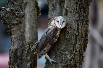 Barn Owl