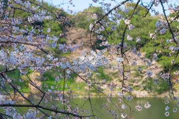 春の千鳥ヶ淵　手前の桜