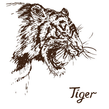 Tiger growling portrait, has opened an embittered mouth, canines, hand drawn doodle, sketch in pop art style, vector illustration