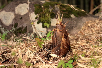 Bamboo shoot